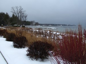 Our swimming beach.  The eagle is in the tree.